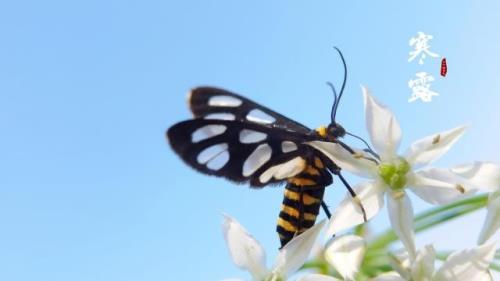 春节短信拜年祝福语